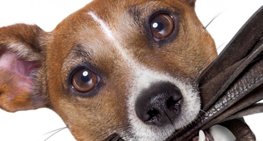 Blog 5àsec - Como educar os cachorros para serem dóceis